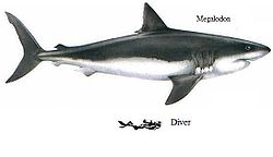 250px-Megalodon_diver