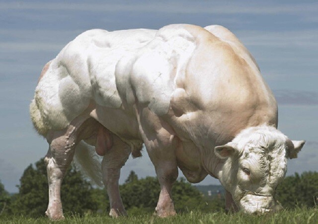 bbbull