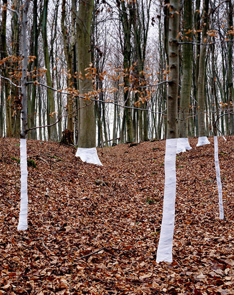 Zander Olsen_Tree, Line_005