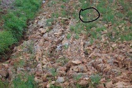 meow-23460-1279844104-25