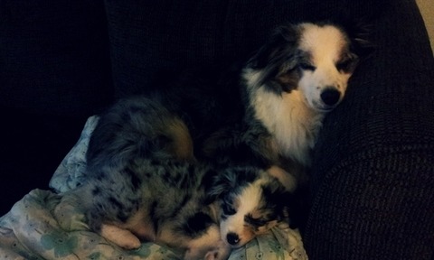 this-is-moose-our-2-year-old-mini-aussie-and-10288-1352402061-0