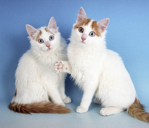 AP-GTXH9V_Turkish_Van_Kittens