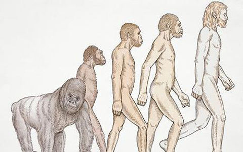 Neanderthal_1294840c