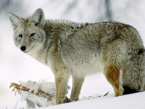 coyote-glancing_510_600x450
