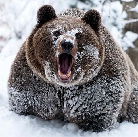 more-bear