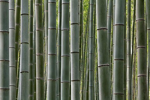 -Bamboo-grove-Arashiyama-Kyoto-Japan1