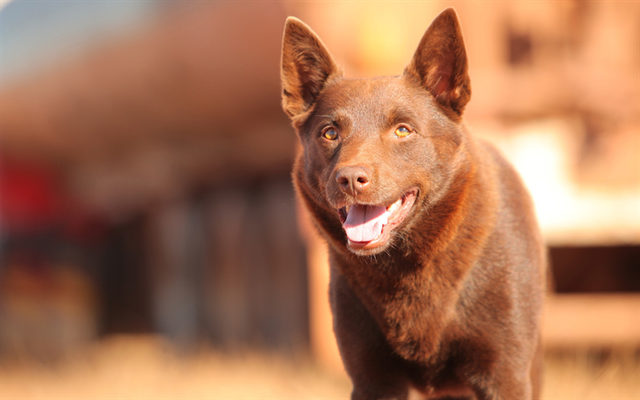 thumb2-australian-kelpie-dogs-cute-dog-brown-kelpie-pets