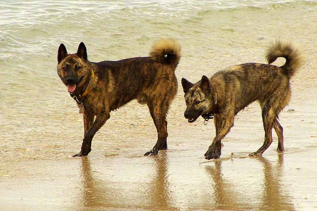 Ryukyu_Inu_Pair