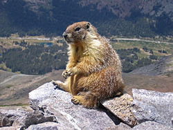 250px-Marmot-edit1