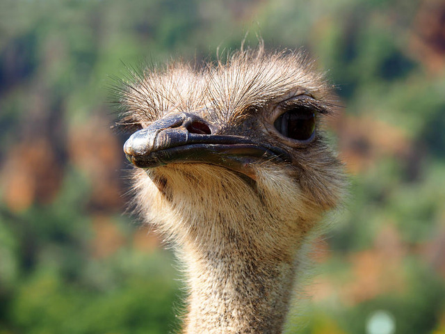 a-cute-ostrich-isa-fernandez