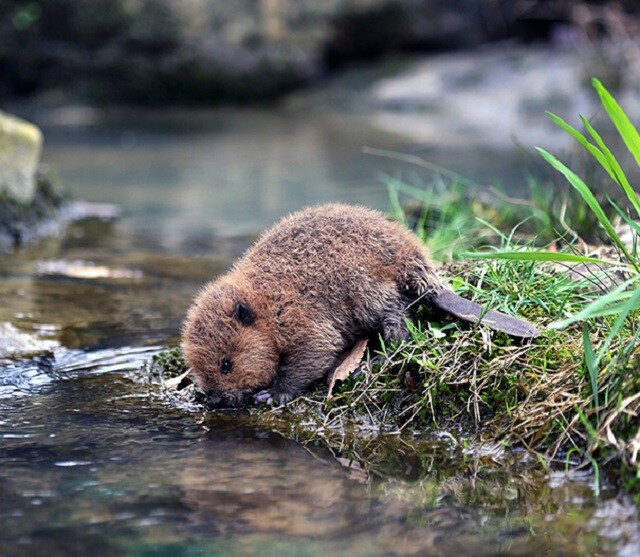 cute-baby-beavers-73-570663022bbf8__605