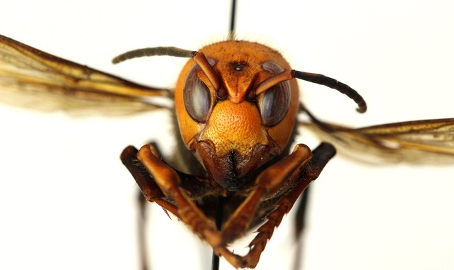 Asian-Giant-Hornet