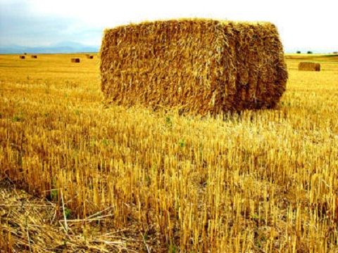 straw-bale-on-field
