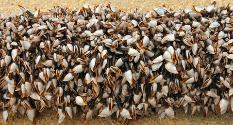 1920px-Gooseneckbarnacles