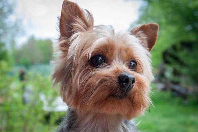 yorkshire-terrier-cover