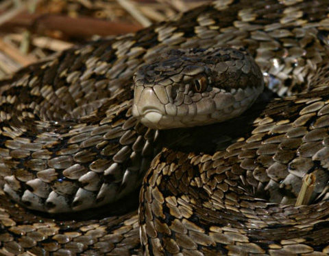 rakosi_vipera
