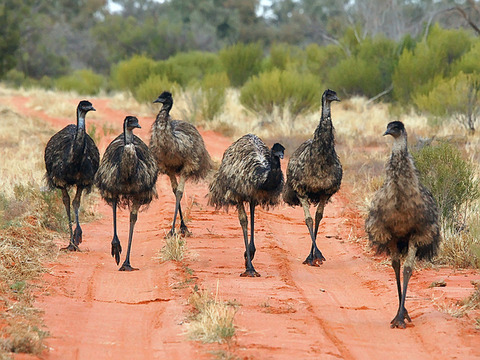 emu-wars-running-ponies