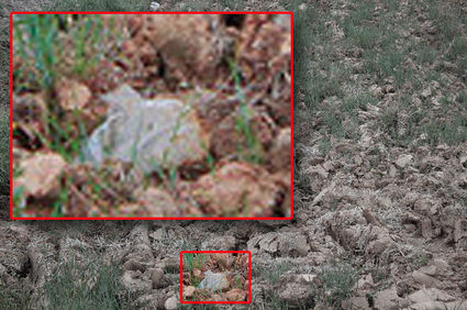 meow-18962-1279828575-100