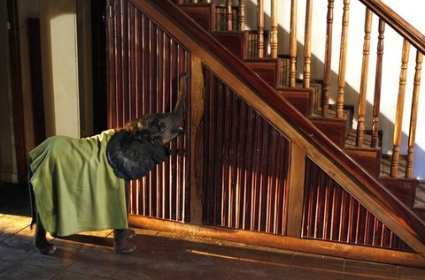 enhanced-buzz-30179-1355856305-4