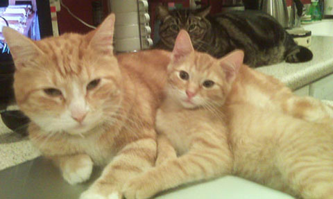 copycatanimalphotos16