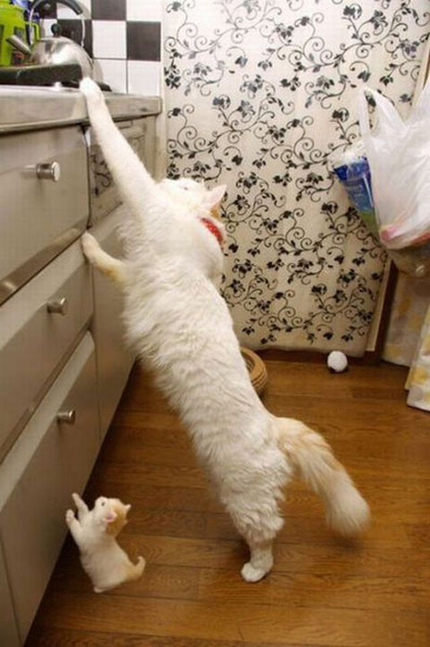 copycatanimalphotos10