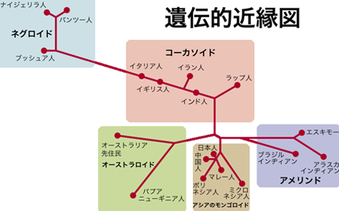 遺伝的近縁図