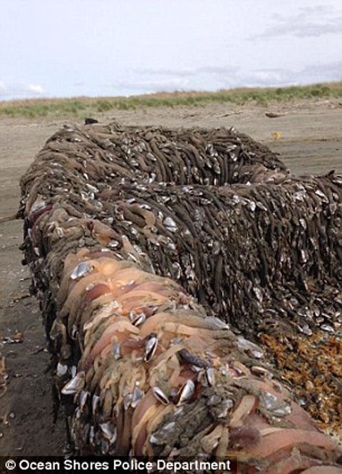 article-2616890-1D798C1300000578-386_306x423