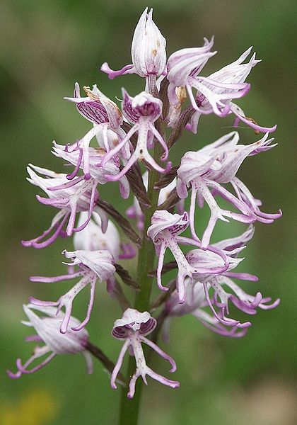 420px-Orchis_simia_flowers