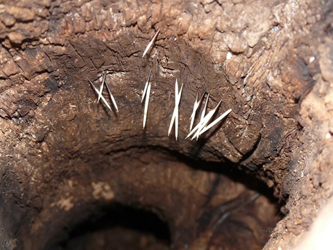 porcupine-log-quills