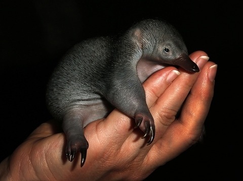 enhanced-buzz-30080-1355856236-2