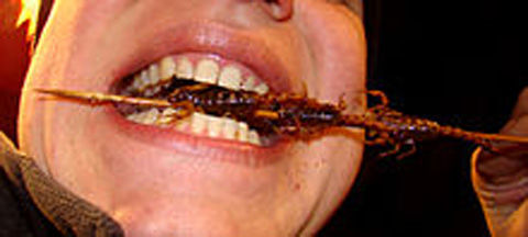 220px-Eating_scorpions