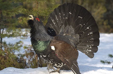 capercaillie+-+Tetrao+urogallus+5652