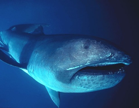 megamouth_shark