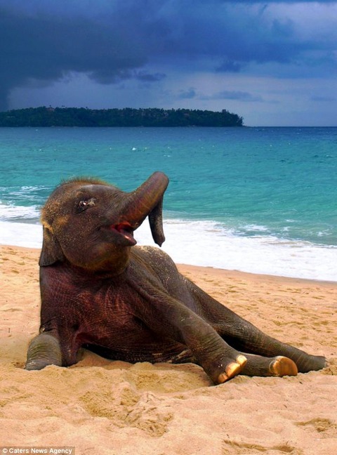 article-0-18BAD36E000005DC-234_634x856