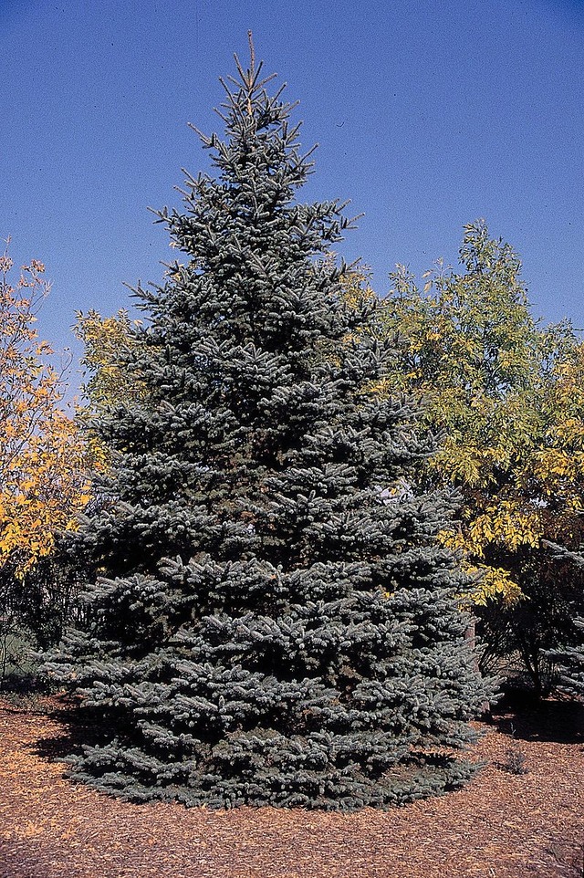 800px-Picea_pungens_tree