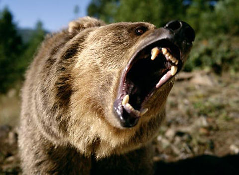 alg-grizzly-bear-jpg