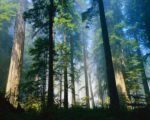 trees-and-sunlight