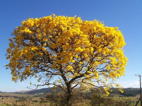 0001202_ipe-amarelo-cascudo