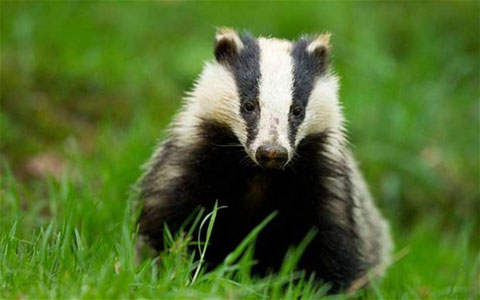 reprieve_for_uk_badgers