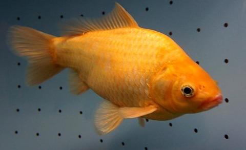 tpc15061819370002-m1