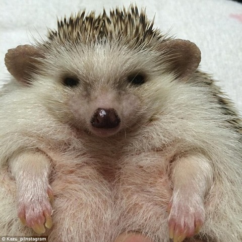 2C726A3B00000578-3239311-image-a-4_1442543467665