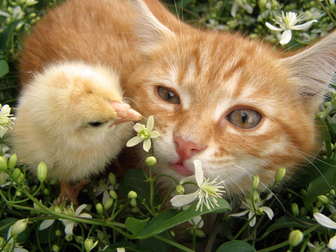 cat-chick_1857419i