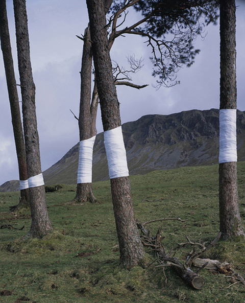 Zander Olsen_Tree, Line_002