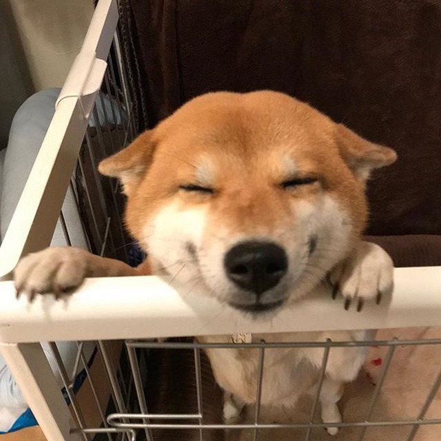 Shiba-Inu2