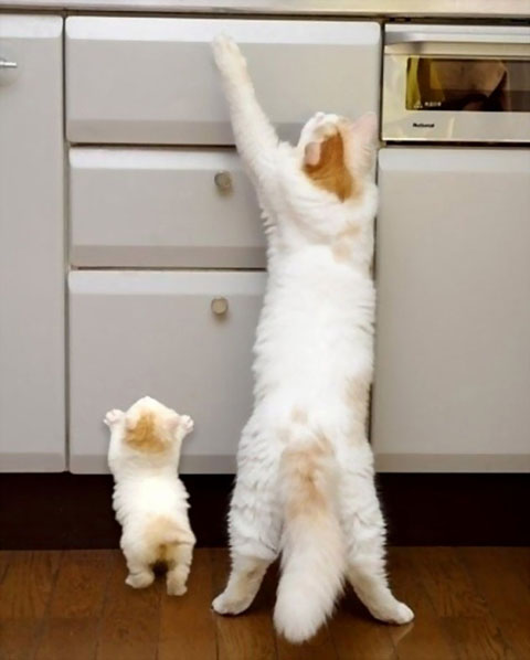 copycatanimalphotos23