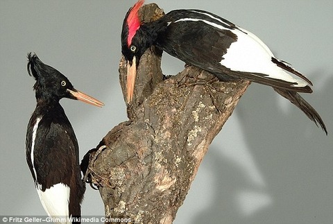 article-2298805-18EA68C8000005DC-54_634x426