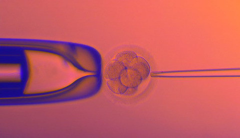 ivf-620x349