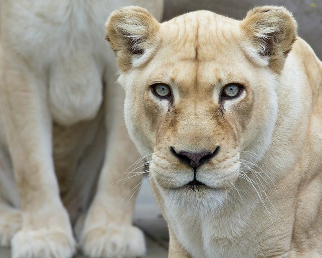 white-lion-cincinnati1