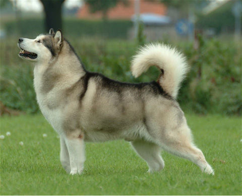 Alaskan_Malamute