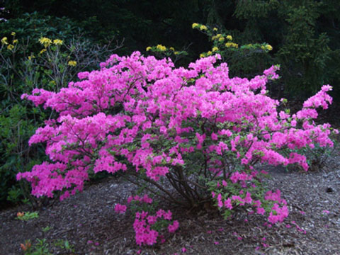 p181041-rochester-azalea_bush